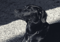 拉布拉多串串智商高嗎（聰明嗎）